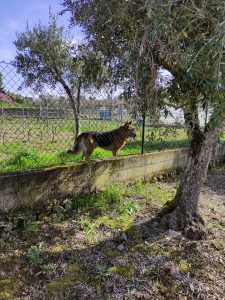 Clientes do CAARPD interagem com cão-pastor e rebanho nas instalações da A2000