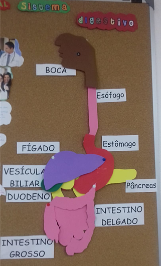 Trabalho manual ilustrativo do sistema digestivo